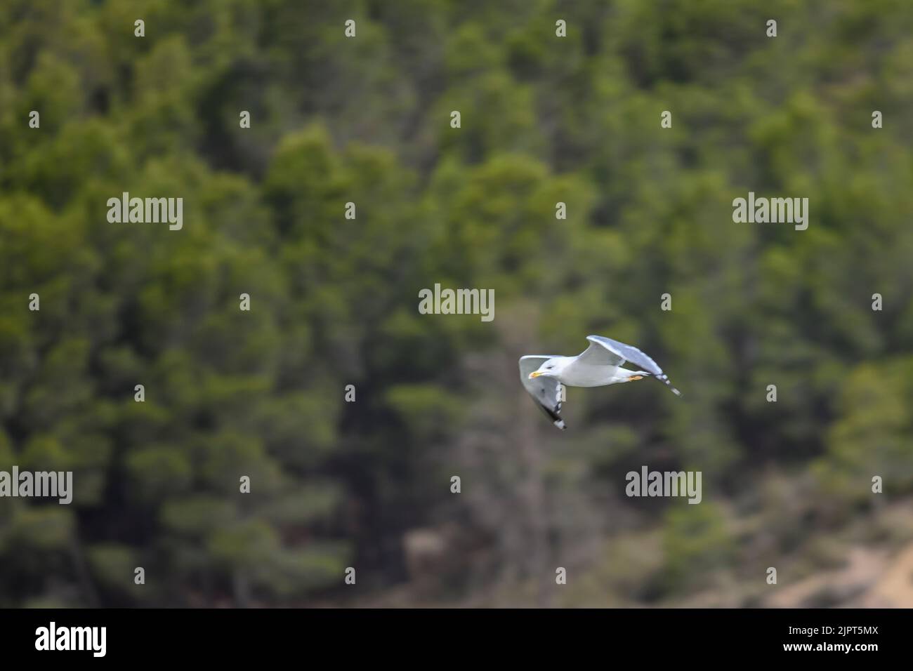 Larus michahellis o gaviota patiamarilla es pleno vuelo Stock Photo