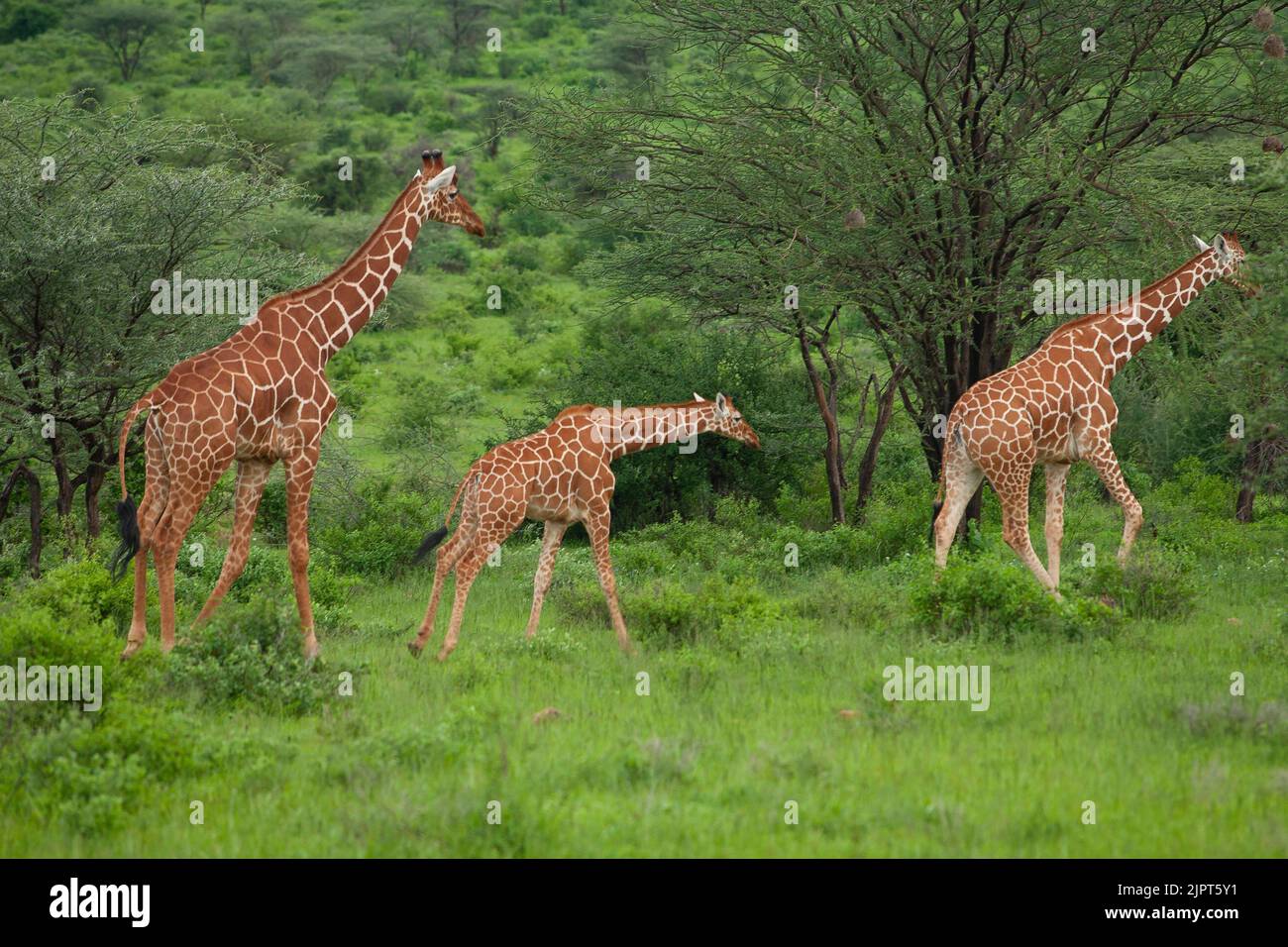 A trio of Reticulated Giraffes (Giraffa camelopardalis reticulata