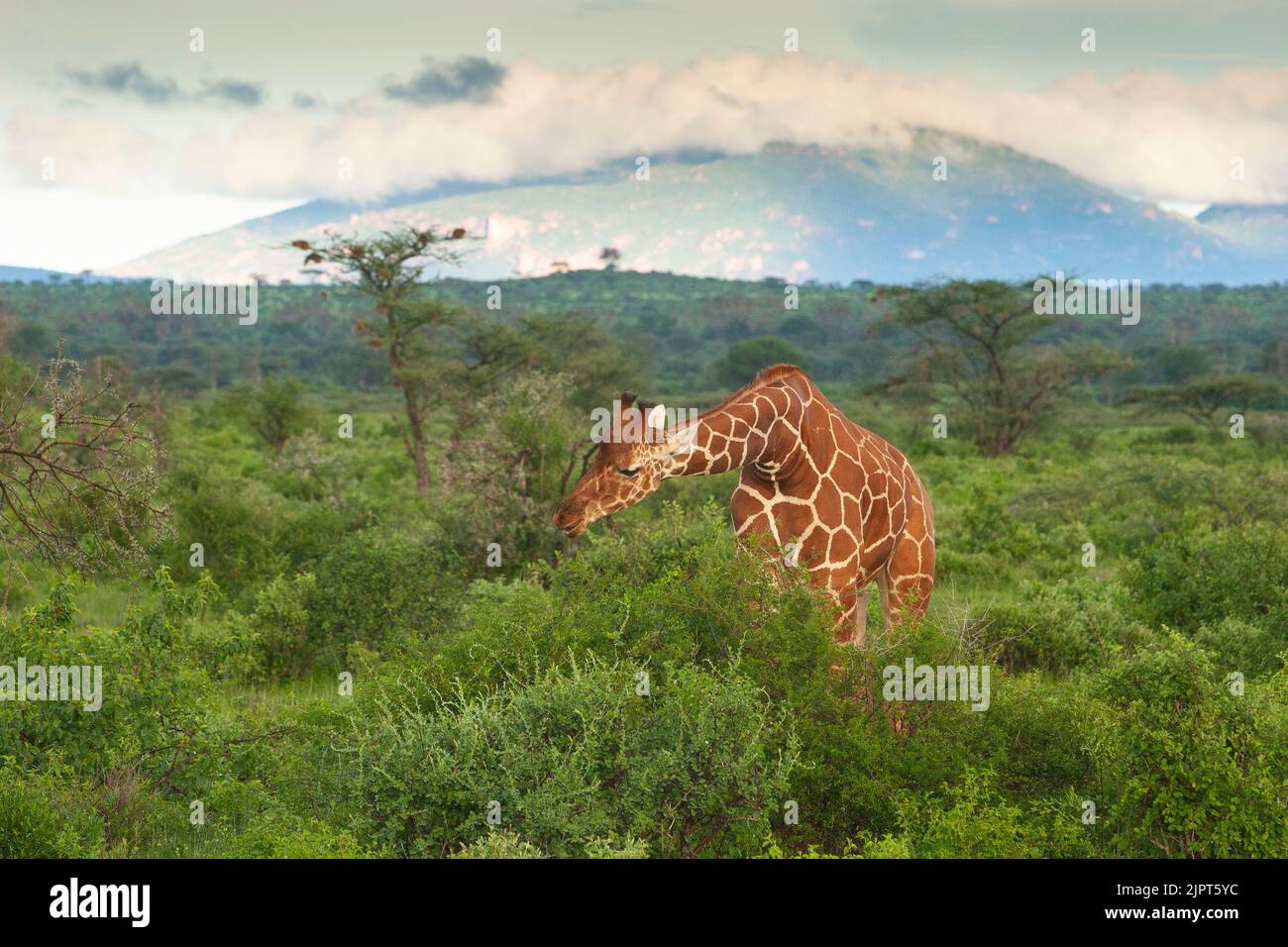 Reticulated Giraffe (Giraffa camelopardalis reticulata) amid the lush green vegetation of Samburu with clouds and mountain in background Stock Photo