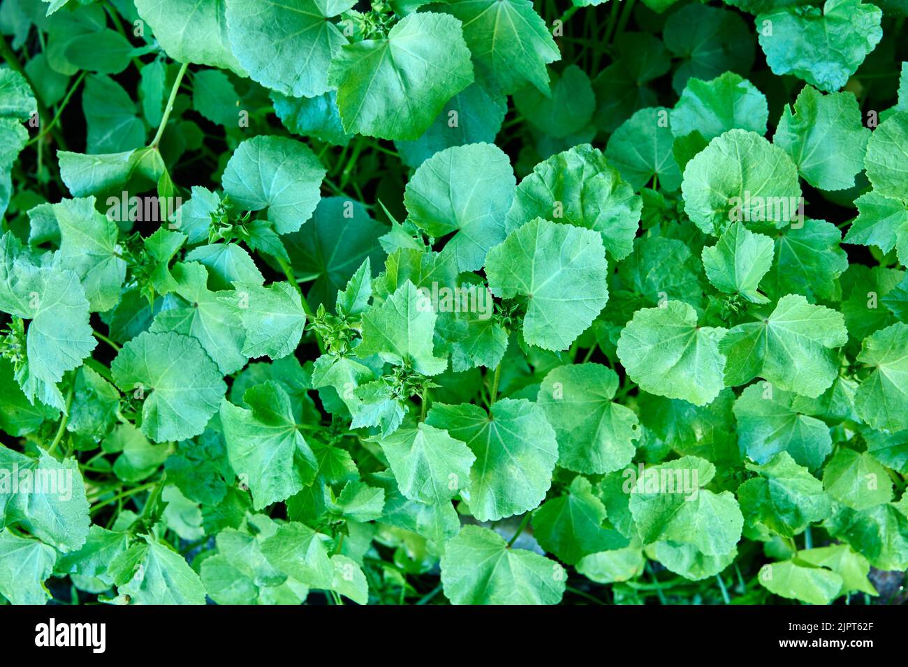 Full frame of green lavatera leaves before flowering, texture for background. Stock Photo