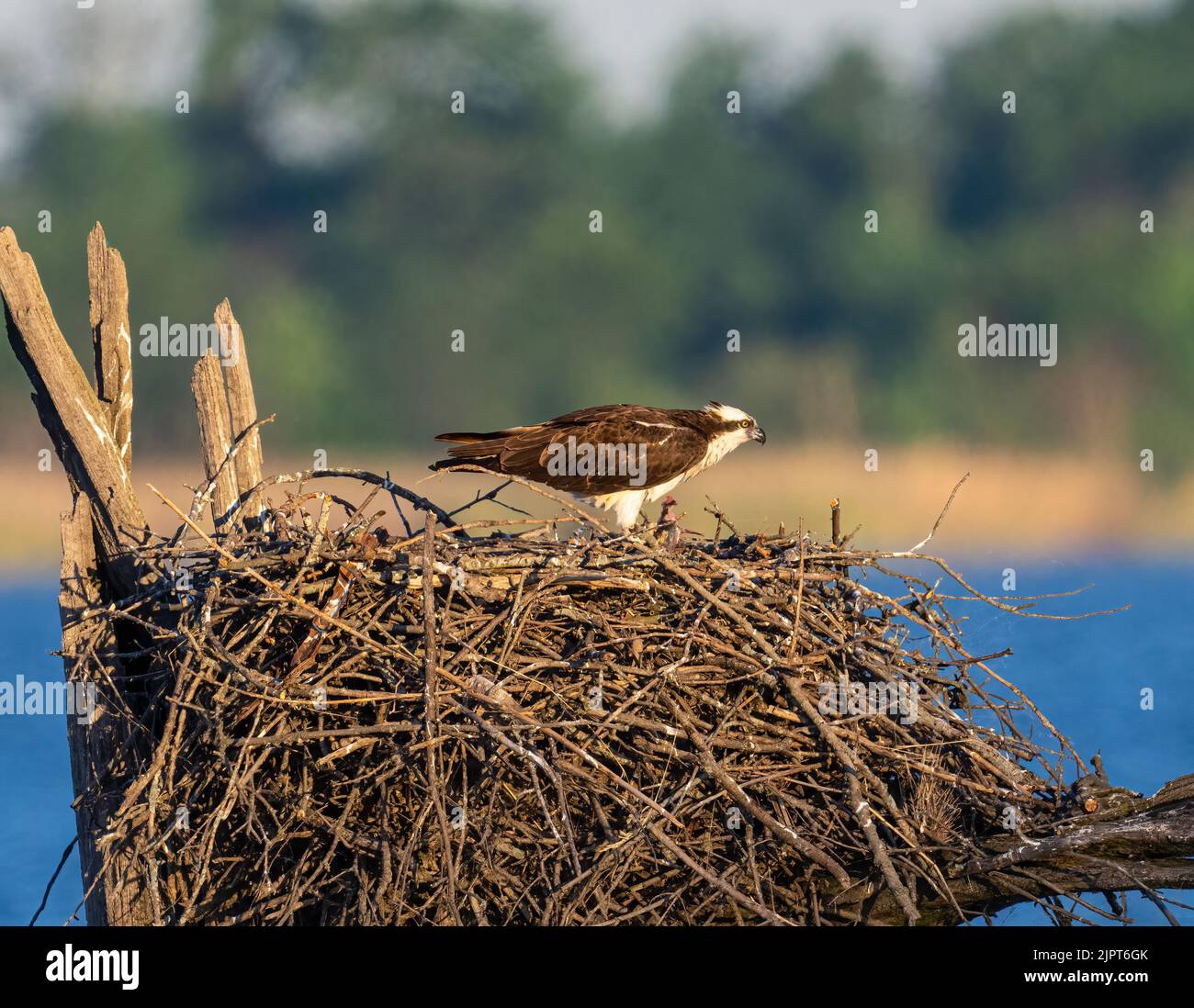 An osprey perched on the nest, against a sea and trees background Stock Photo