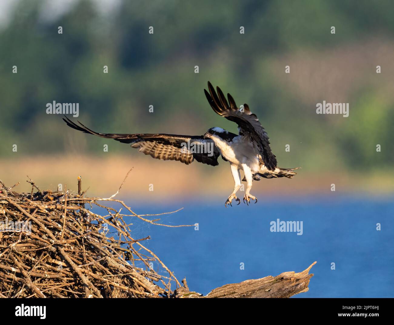 An osprey flying to the nest with spread wings, against a sea and trees background Stock Photo