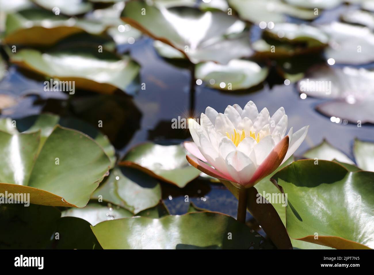 White water lily shines in the back light Stock Photo