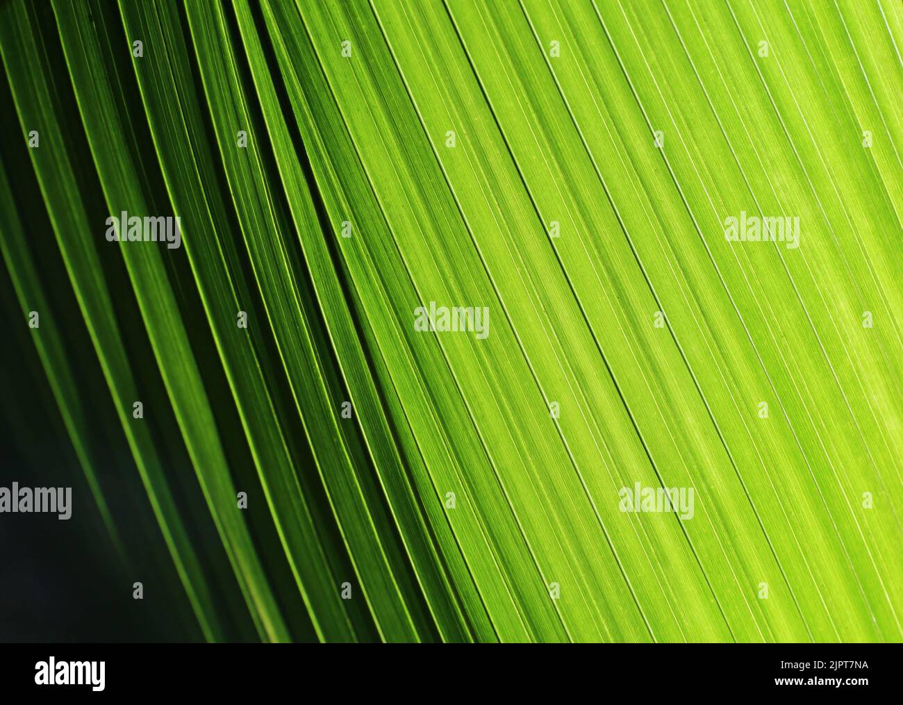 Palm leaf with diagonal lines from light to dark Stock Photo