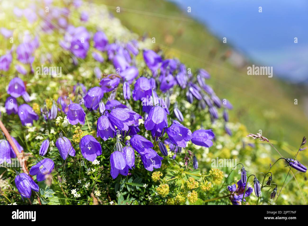 Bluebells on a mountain meadow in the Alps Stock Photo