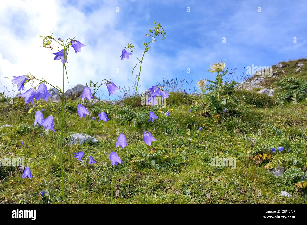 Wild bluebells in the Alps Stock Photo
