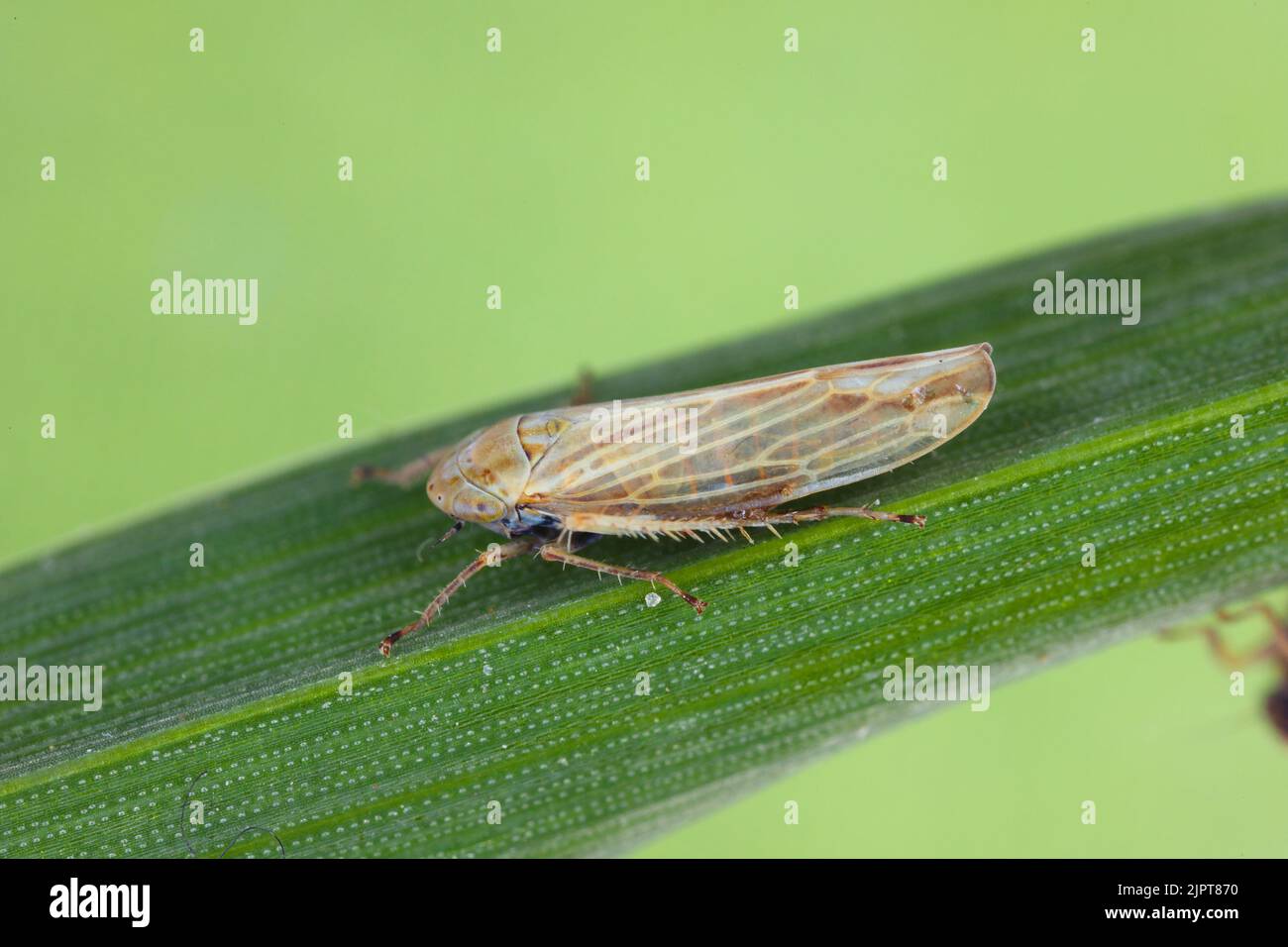 Leafhopper (Cicadellidae) of the genus Mocydiopsis on a cereal plant. Stock Photo