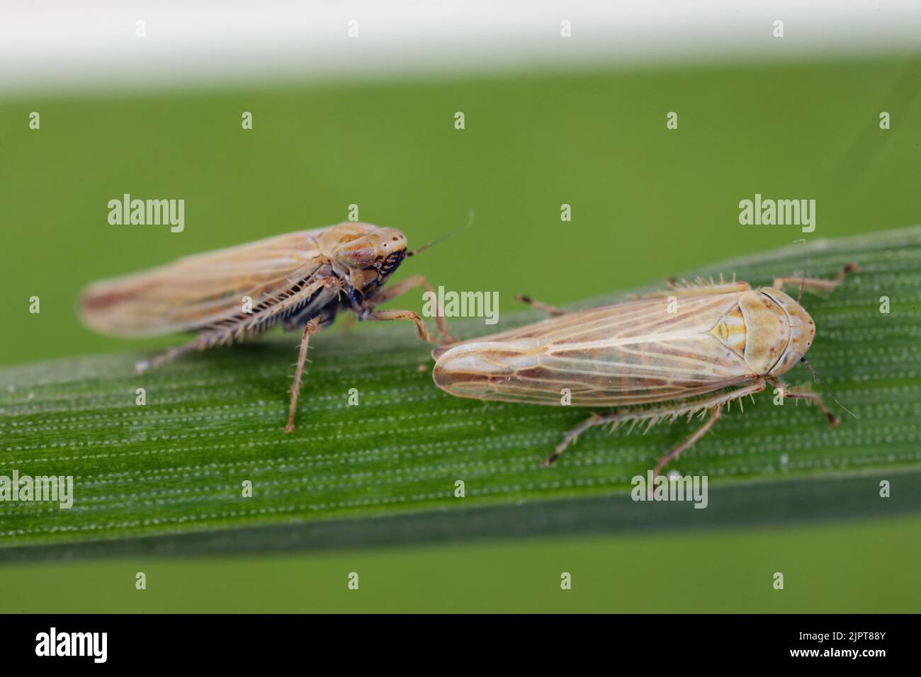 Leafhoppers (Cicadellidae) of the genus Mocydiopsis on a cereal plant. Stock Photo