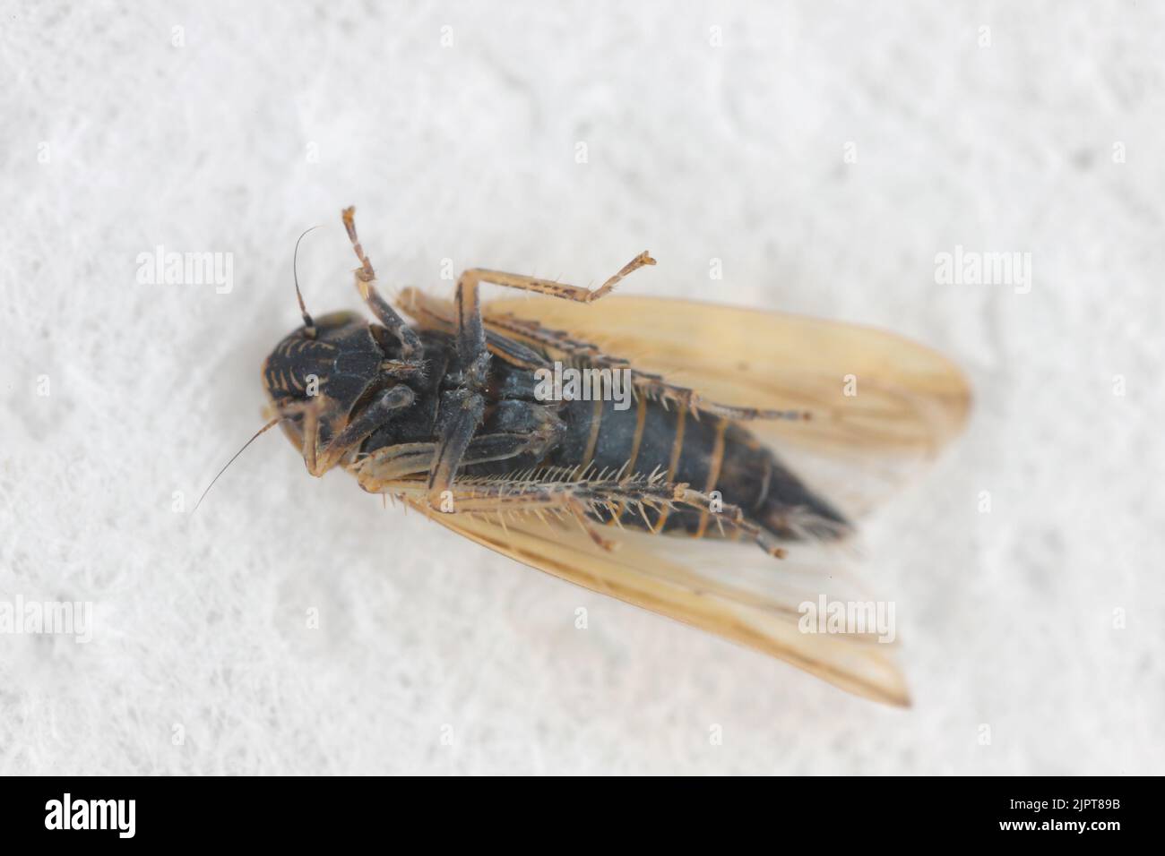 Leafhopper (Cicadellidae) of the genus Mocydiopsis. Stock Photo