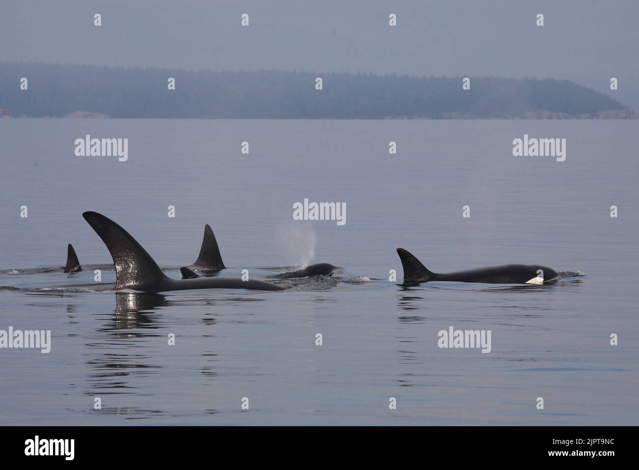 Schwertwal - Orca / Killer whale / Orcinus orca Stock Photo - Alamy