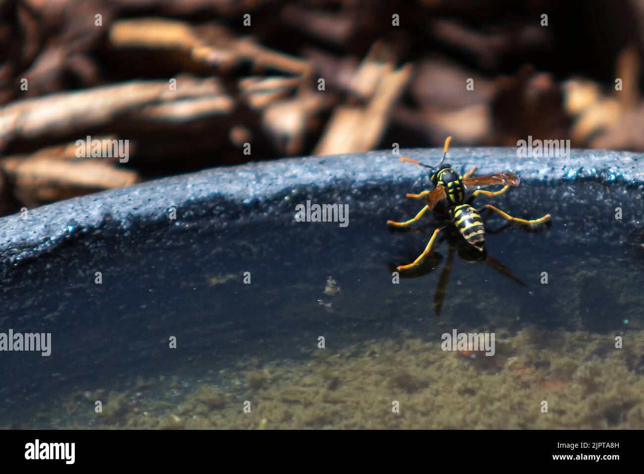 The macro shot of a European paper wasp on the edge of a pot full of water Stock Photo