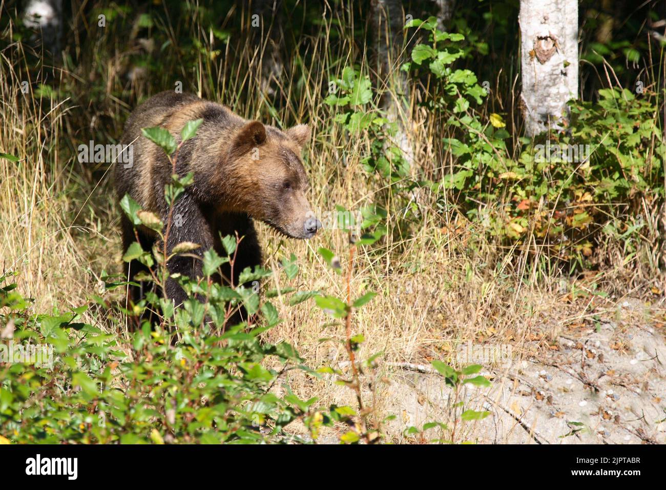 Graubär / Grizzly bear/ Ursus arctos horibilis Stock Photo Alamy