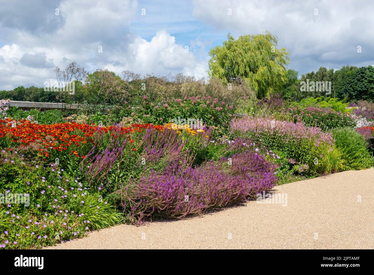 Deep herbaceous borders in summer at the new RHS Bridgewater, Greater Manchester, England. Stock Photo