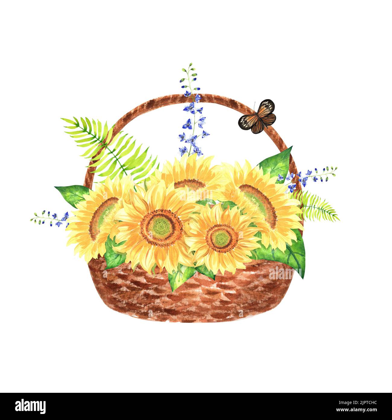 Watercolour illustration. A basket full of bright sunflowers and ferns with delphinium. Hand-painted composition. Can be used for printing cards, invi Stock Photo