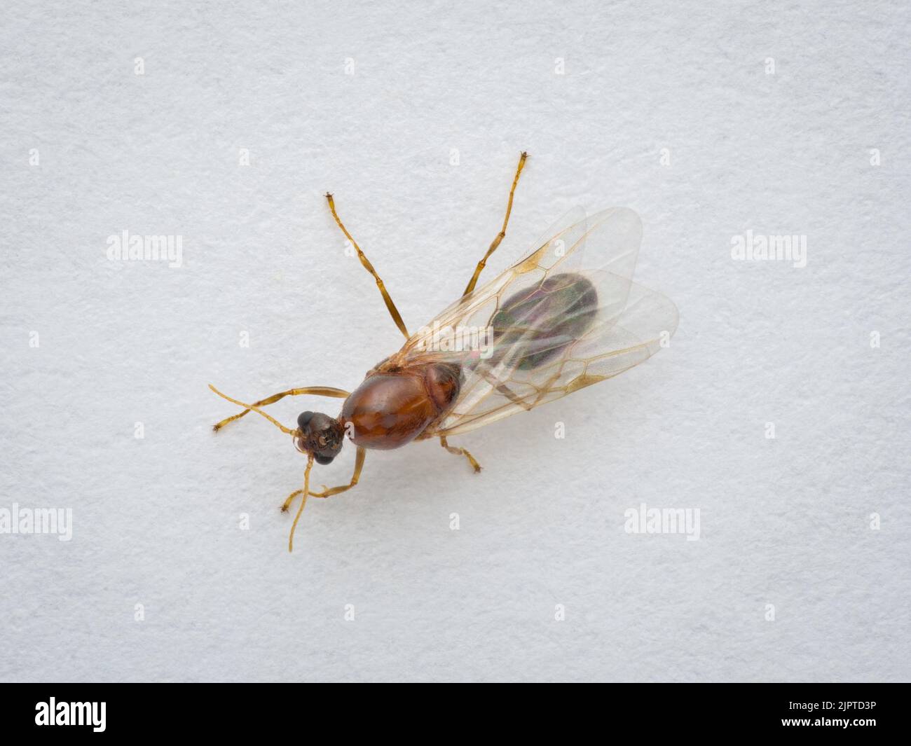 Ant queen with wings hi-res stock photography and images - Alamy