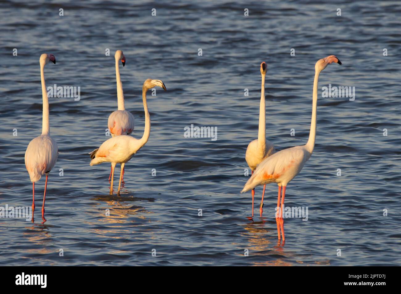 Pink flamingos at sunset in Hyeres, France Stock Photo Alamy