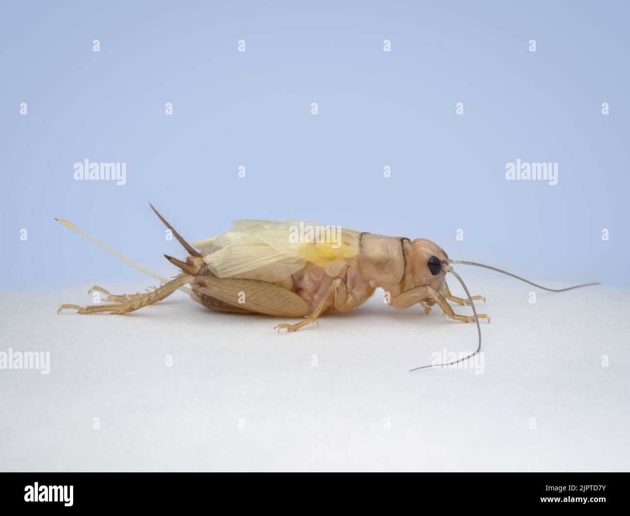 house crickets after molting from side view Stock Photo Alamy