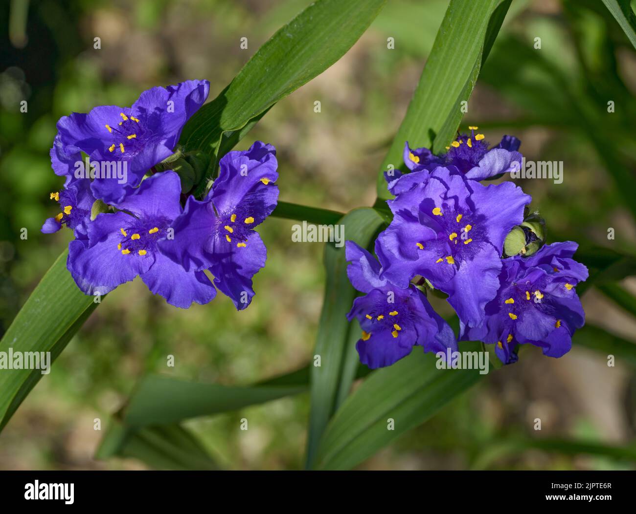 Closeup two clusters of many Tradescantia virginiana (Virginia spiderwort) flowers on green leaves background. Stock Photo