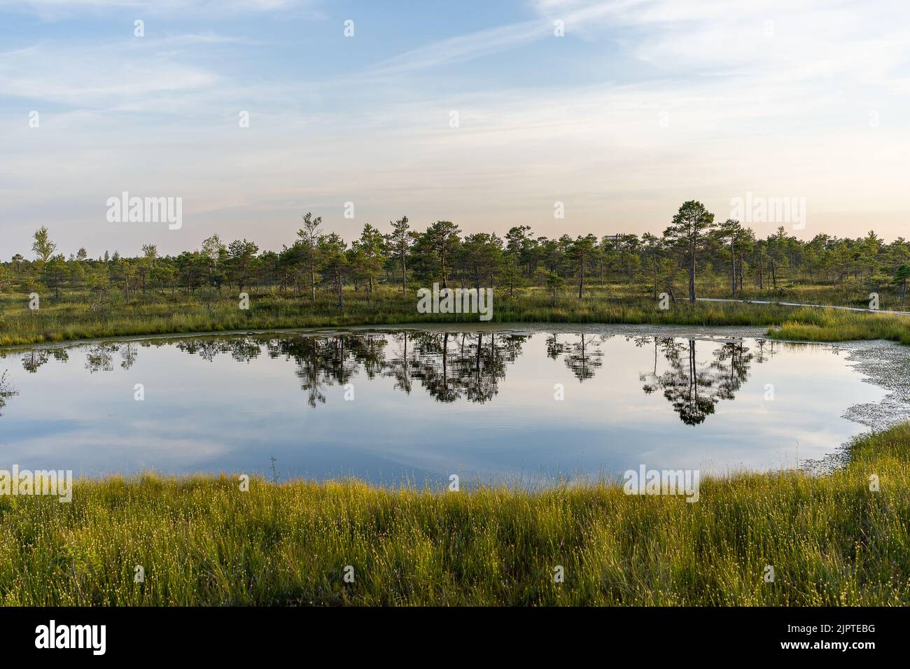 Swamp in Kemeri National Park in Jurmala, Latvia. Stock Photo