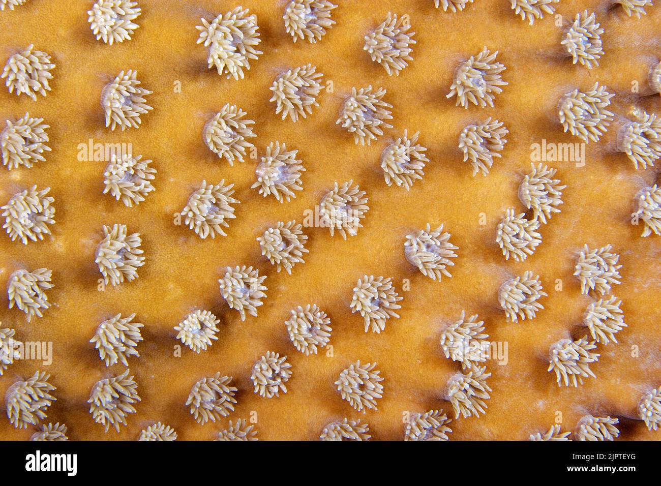 Coral polyps of a Mushroom leather coral (Sarcophyton glaucum), Papua New Guinea, Pacific Ocean Stock Photo