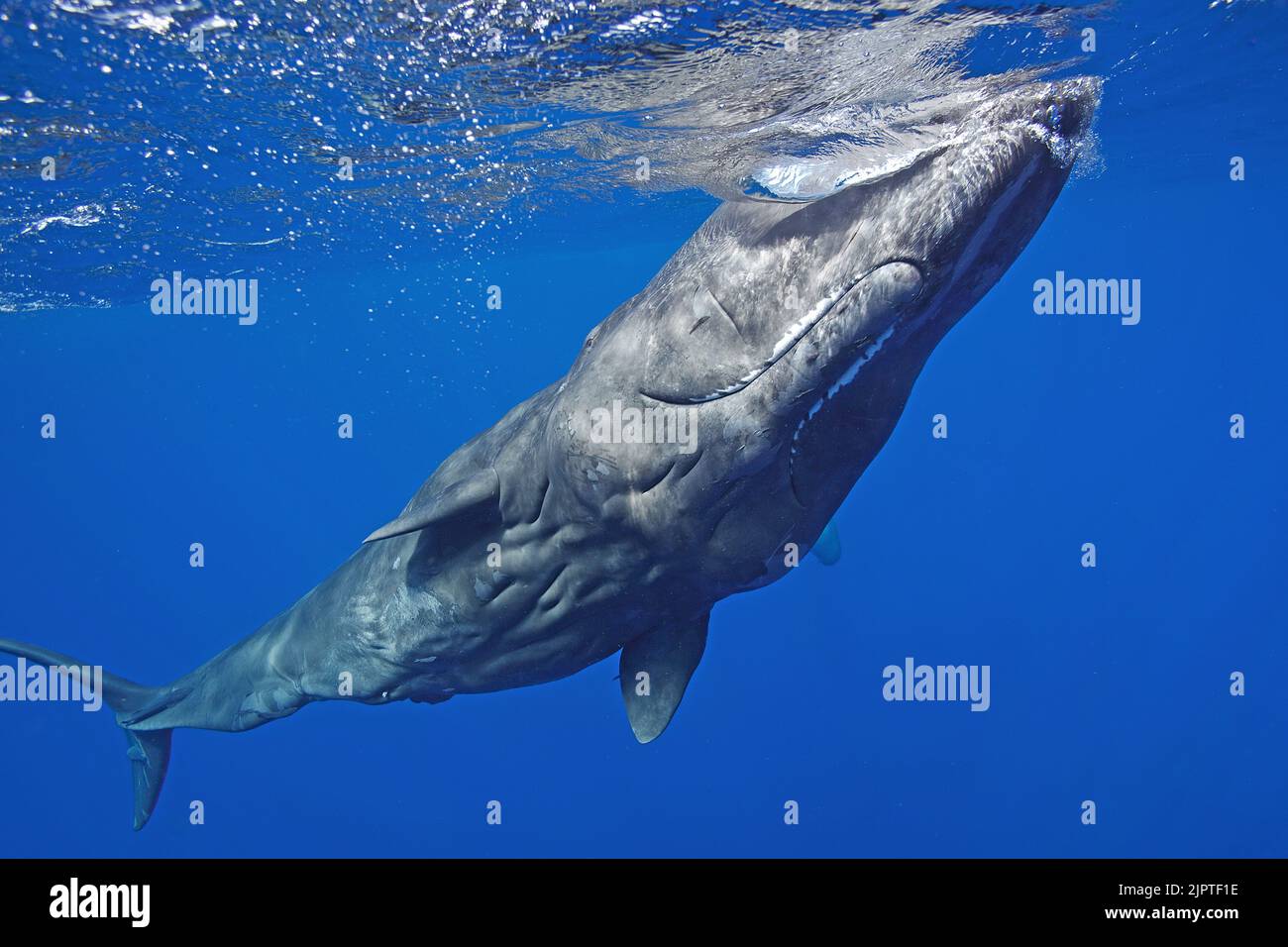 Sperm whale (Physeter macrocephalus), in blue water, Dominica, Caribbean Stock Photo