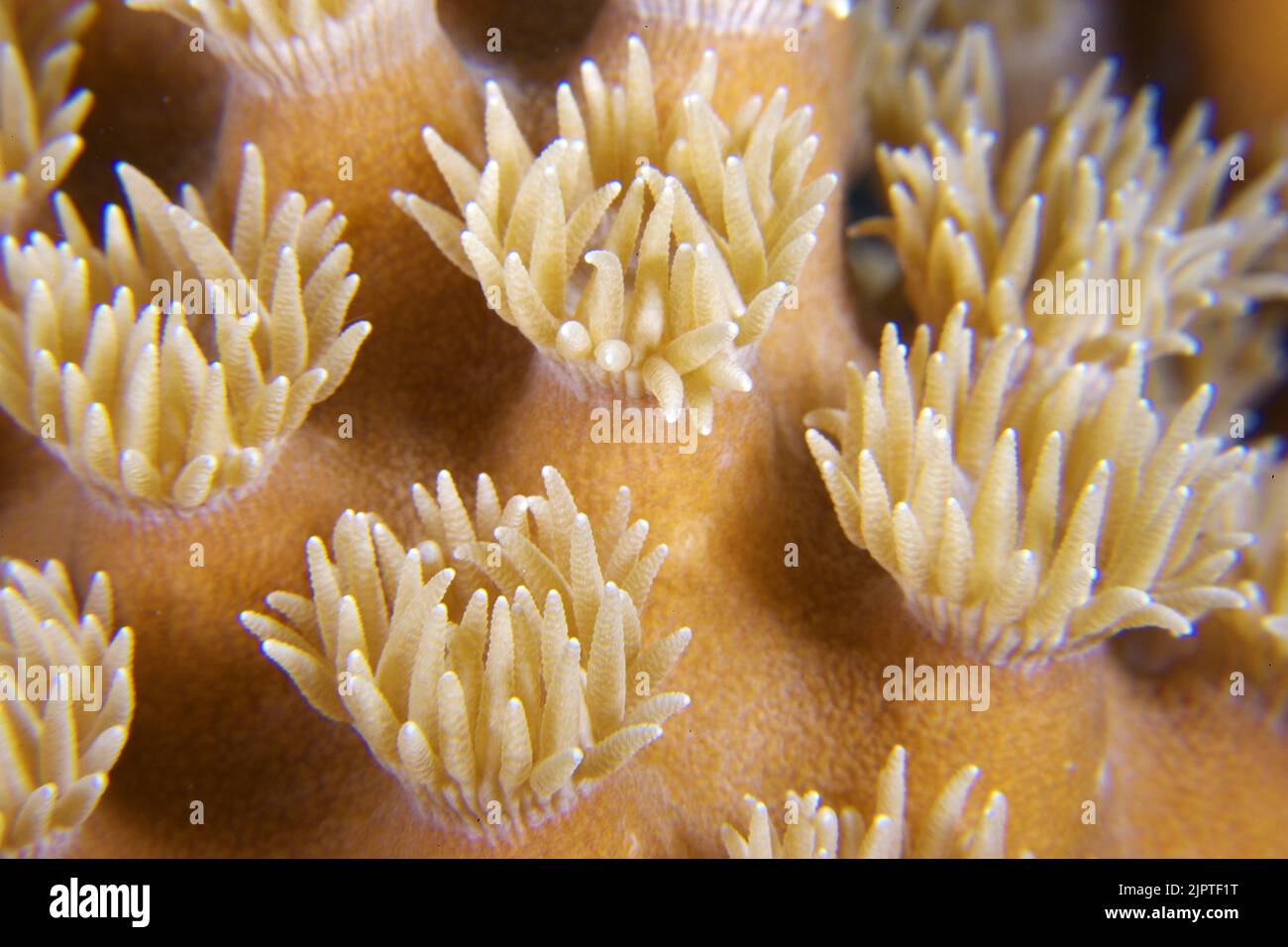 Coral polyps of a Mushroom leather coral (Sarcophyton glaucum), Papua New Guinea, Pacific Ocean Stock Photo