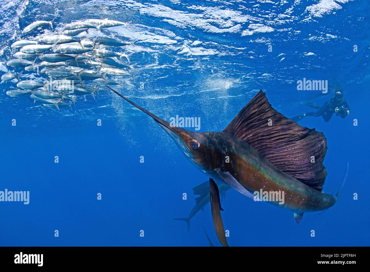 Atlantic Sailfish (Istiophorus albicans), hunting for Sardinas (Sardina pilchardus), Isla Mujeres, Yucatan Peninsula, Caribbean Sea, Mexico Stock Photo