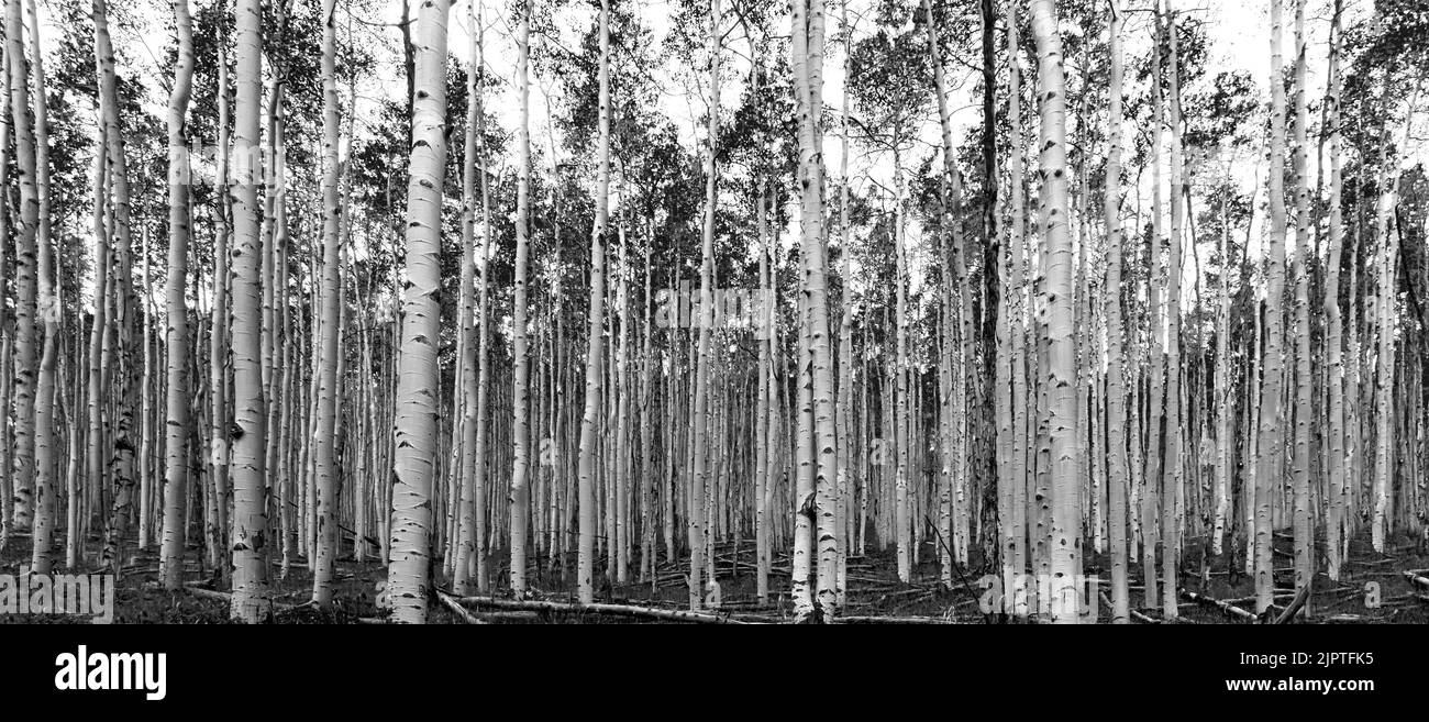 Thick forest of tall trees in black and white panoramic landscape ...