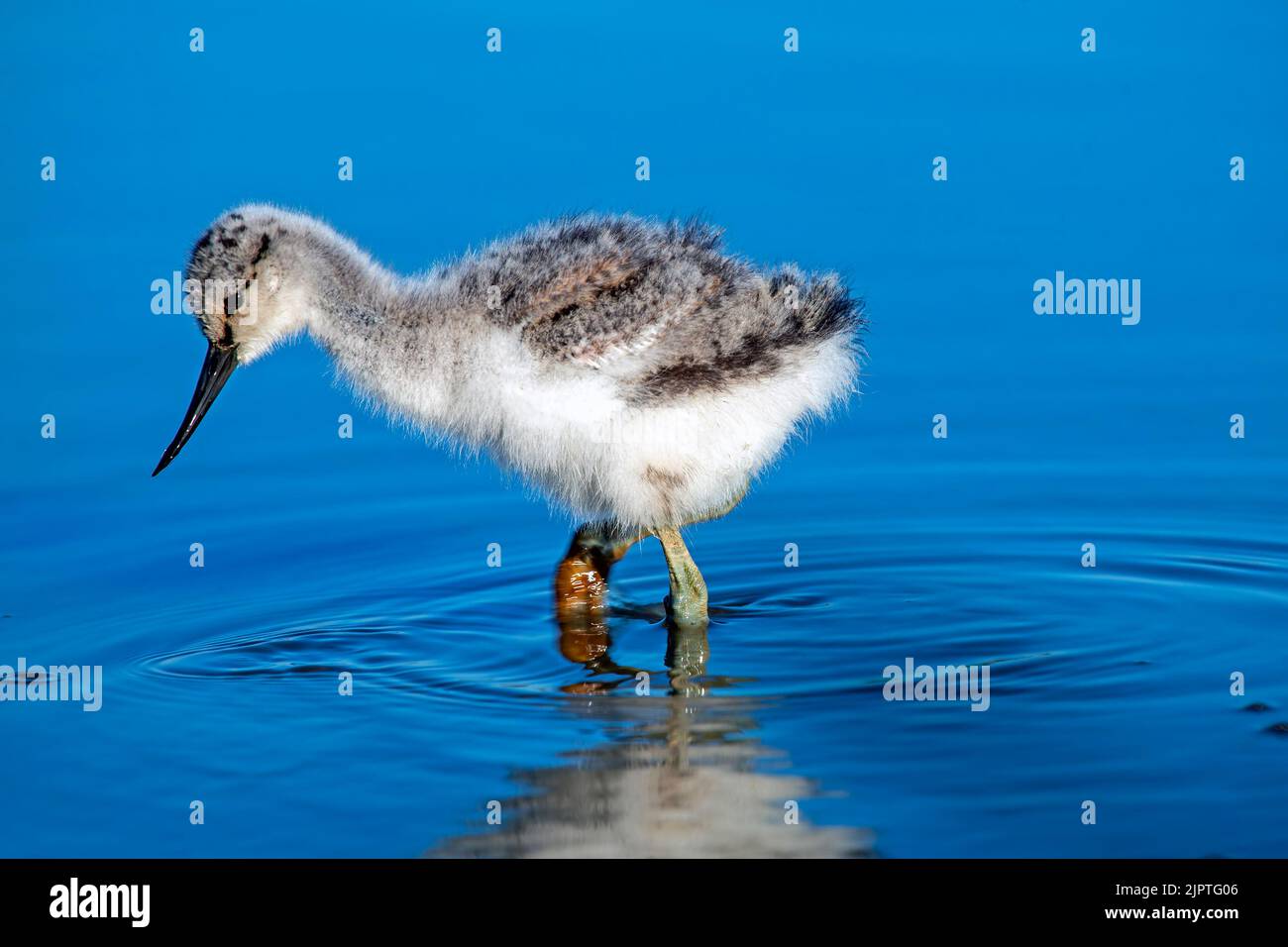 Baby avocet searching for food in spring in the Netherlands Stock Photo