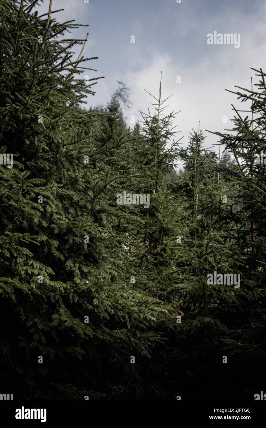 A vertical shot of pine trees in a dense forest with clouds and ...