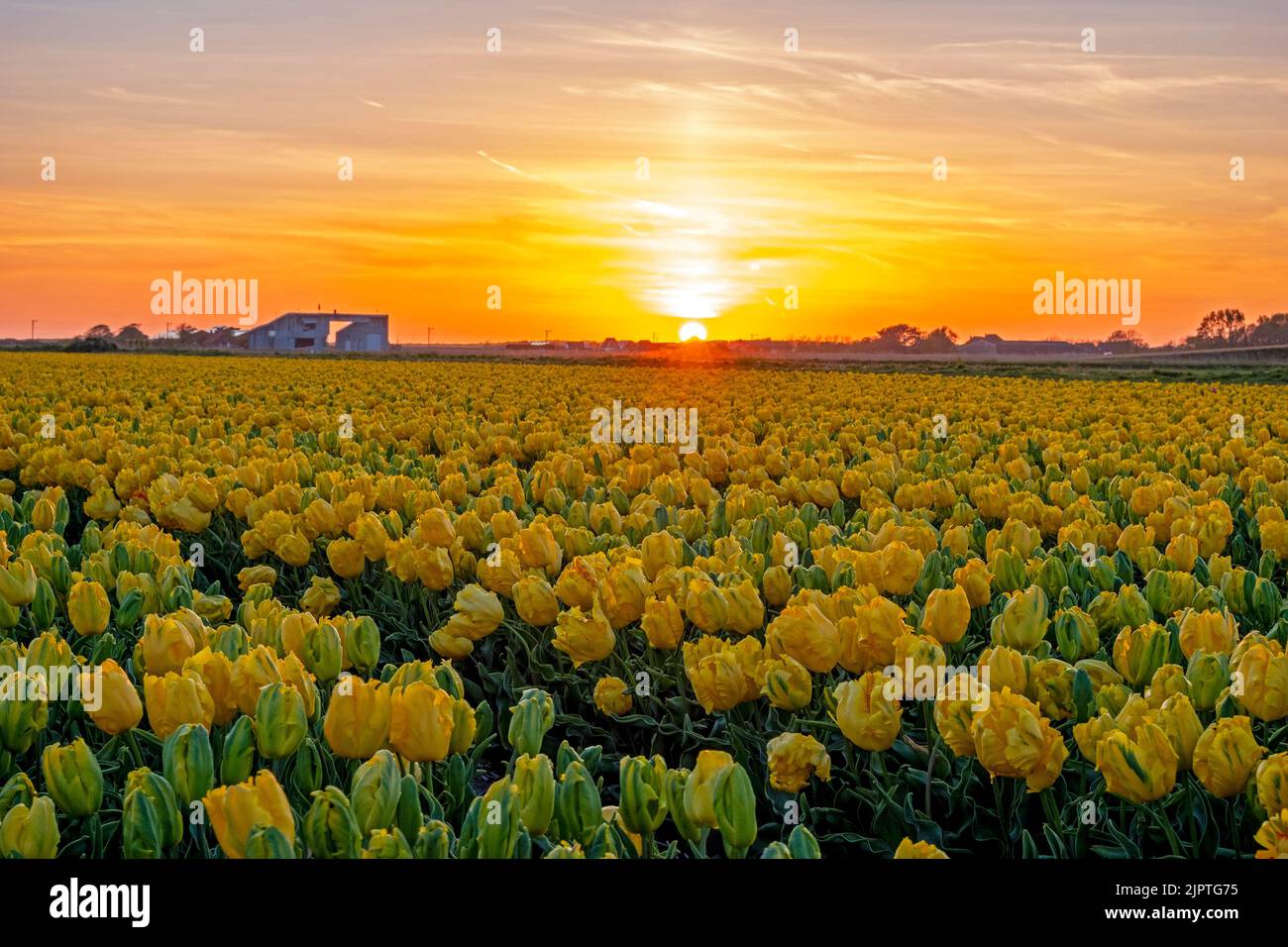 Blooming yellow flower bulbs in the countryside from the Netherlands in spring at sunset Stock Photo