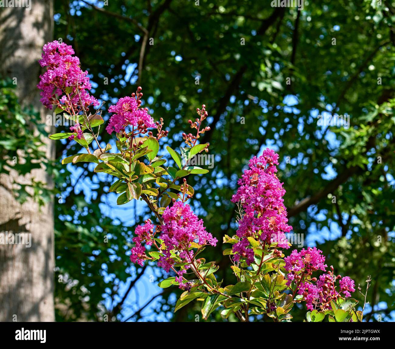 A close up of a pink or purple Crape myrtle.  On a beautiful blue sky background. Stock Photo