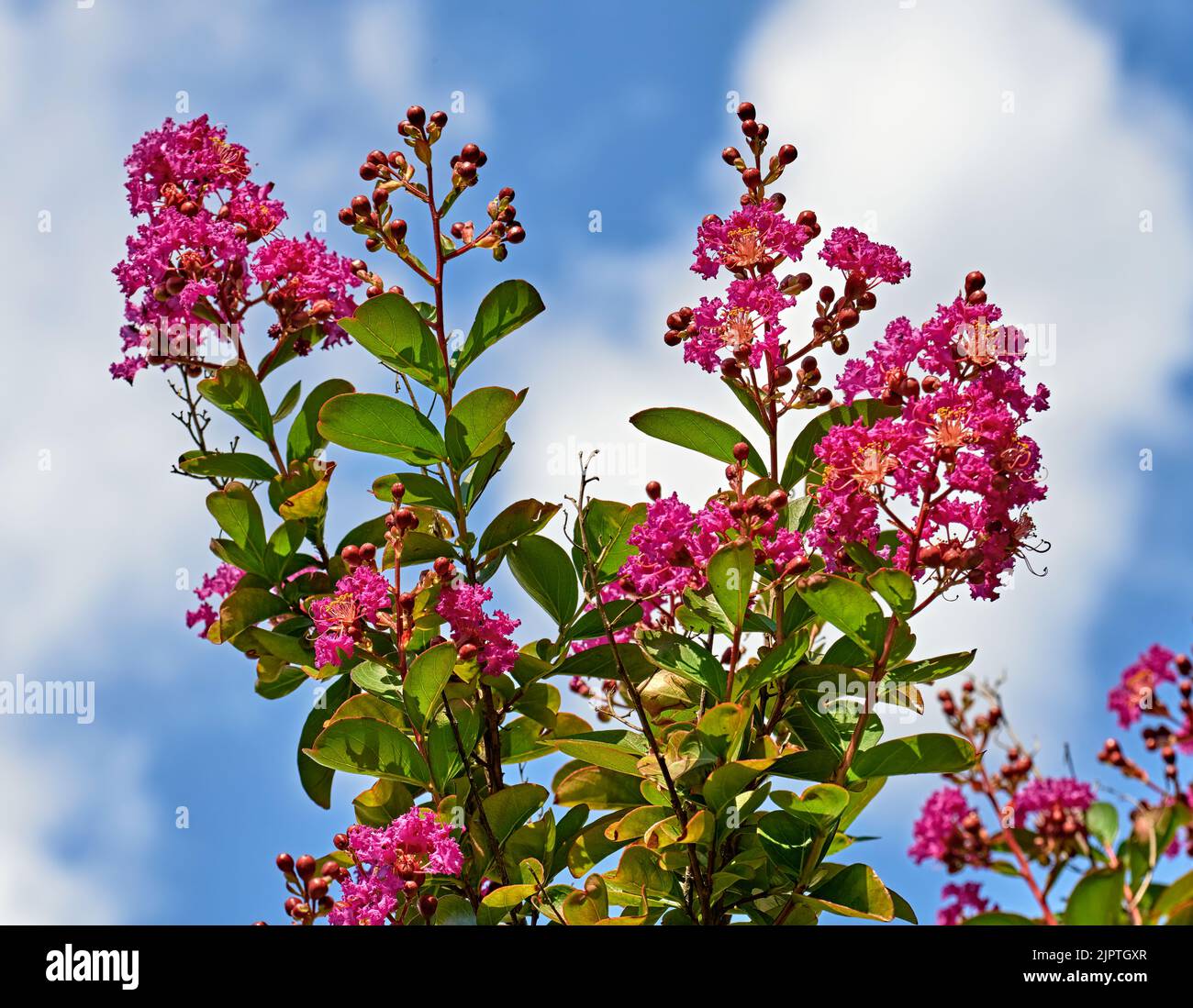 A close up of a pink or purple Crape myrtle.  On a beautiful blue sky background. Stock Photo