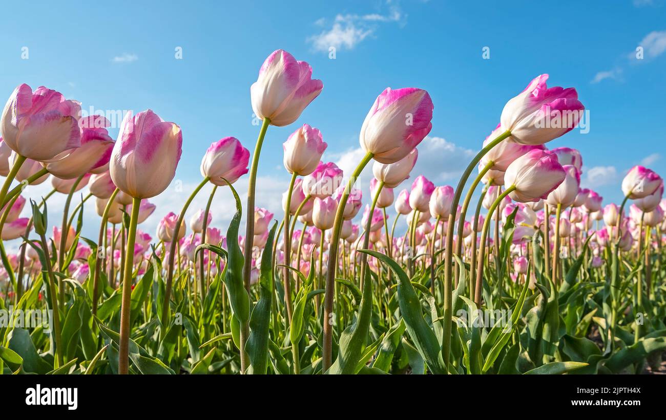 Blossoming purple tulips in the countryside from the Netherlands in spring Stock Photo