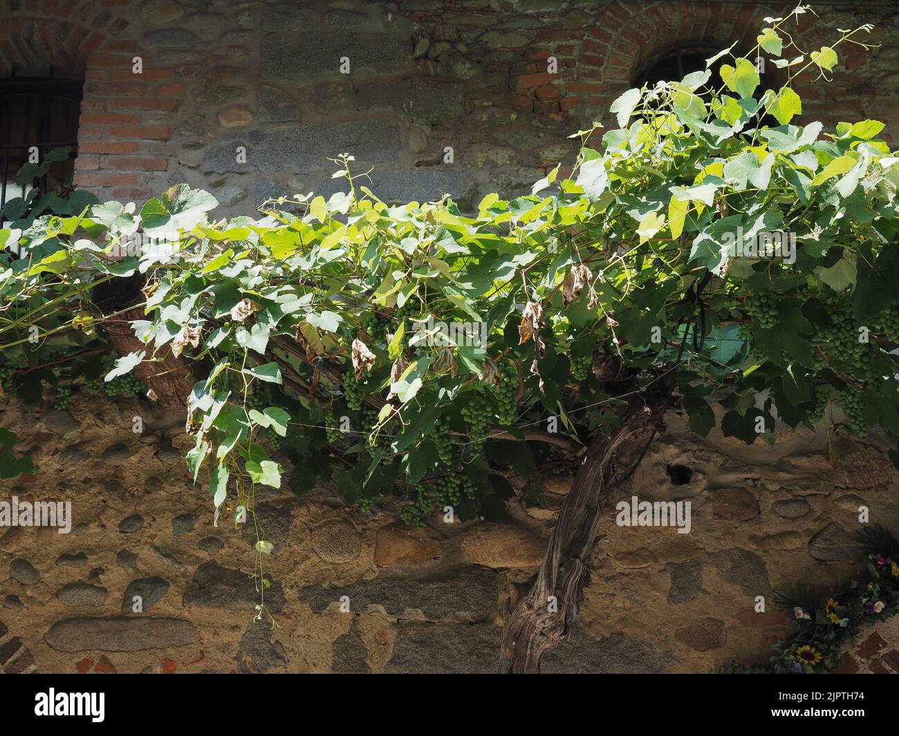 grapevine aka vine plant scientific name Vitis vinifera Stock Photo Alamy