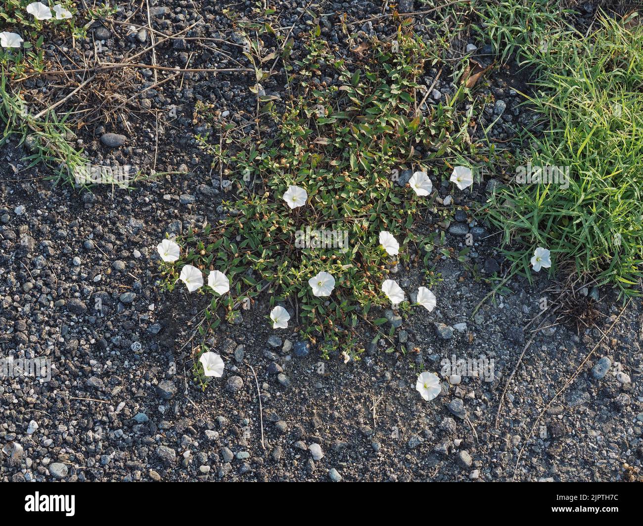 nature reclaiming anthropized space, flowers growing in tarmac Stock