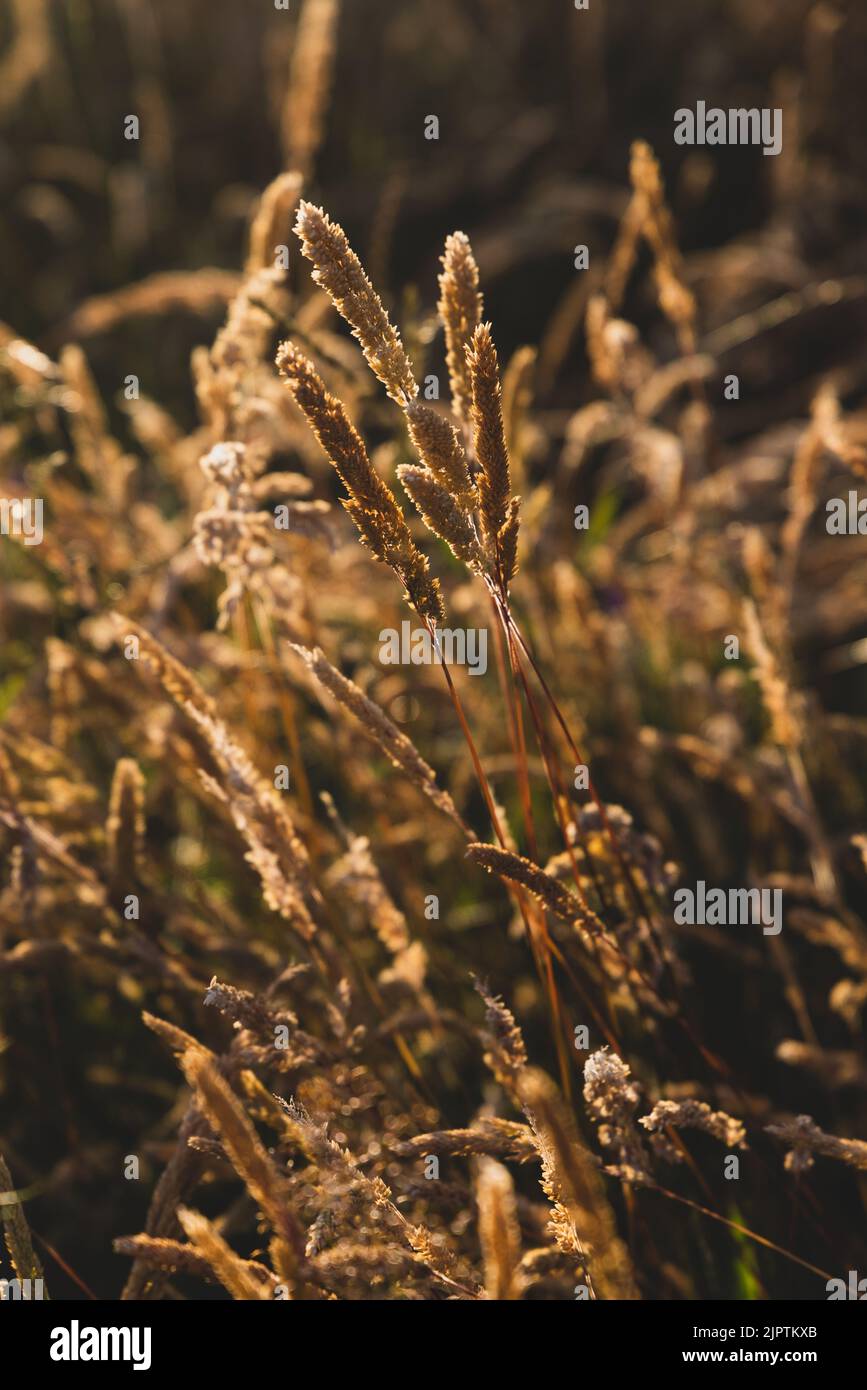 Beautiful soft focused grasses and seidges on beautiful sunny day. Spikelet flowers wild meadow plants. Sweet vernal grass (Anthoxanthum odoratum) Stock Photo