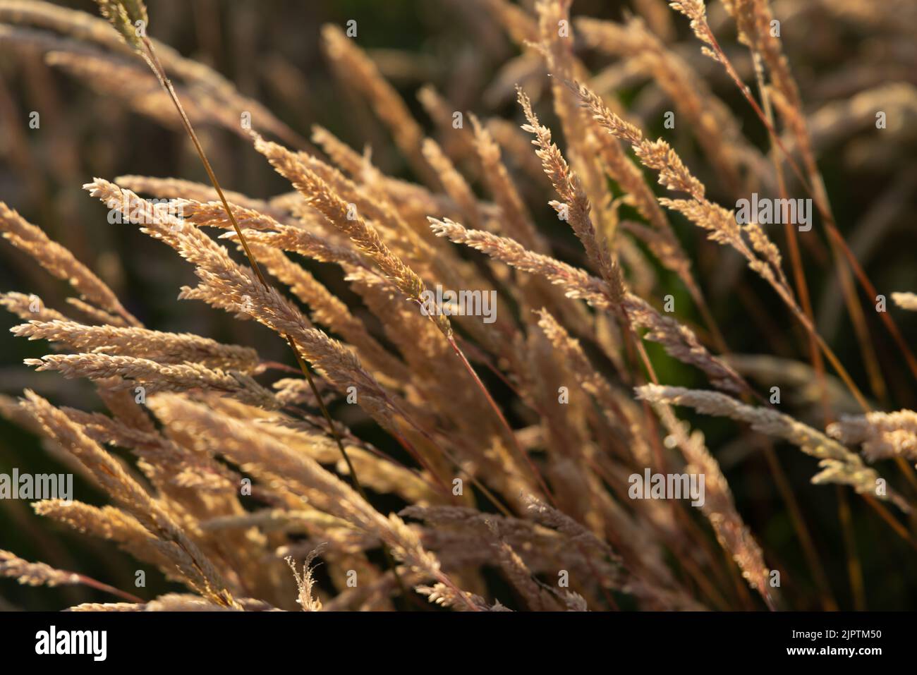 Beautiful soft focused grasses and seidges on beautiful sunny day. Spikelet flowers wild meadow plants. Sweet vernal grass (Anthoxanthum odoratum) Stock Photo
