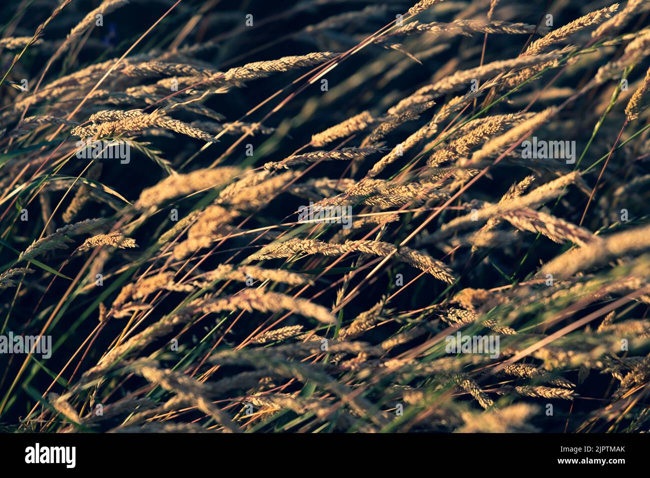 Beautiful soft focused grasses and seidges on beautiful sunny day. Spikelet flowers wild meadow plants. Sweet vernal grass (Anthoxanthum odoratum) Stock Photo