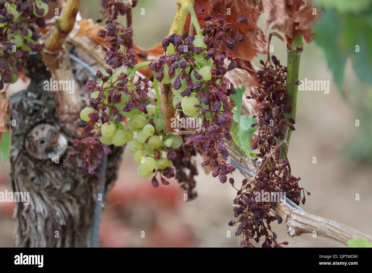partially withered Grapes on the Vine Stock Photo