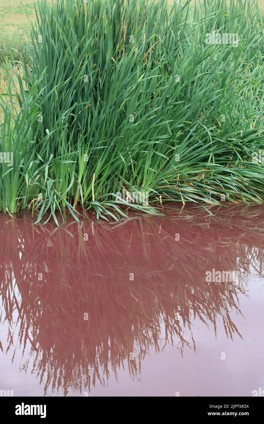 red coloring of a Lake caused by Algae Stock Photo
