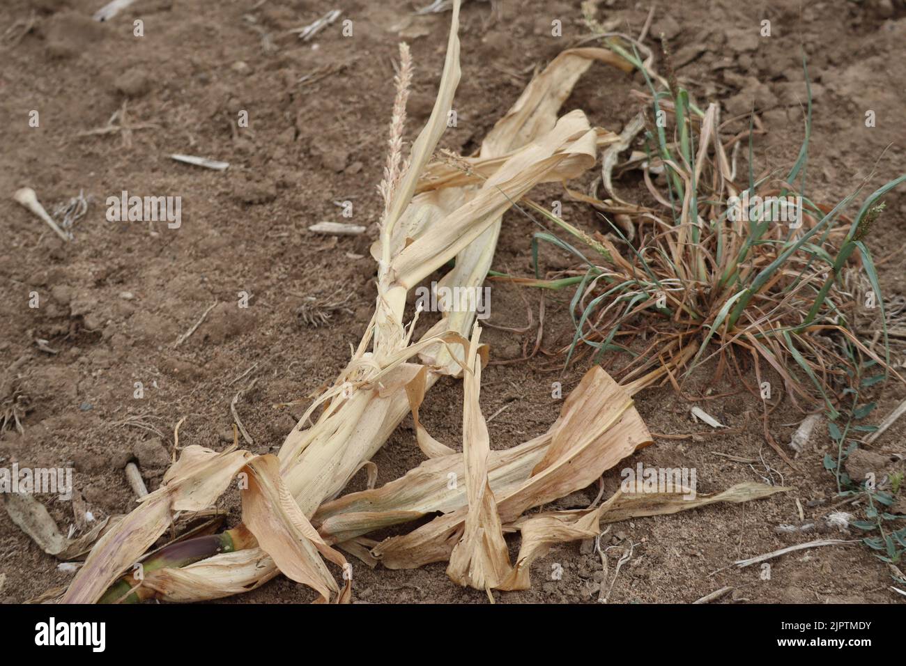 dried Corn plant lying on the Ground Stock Photo