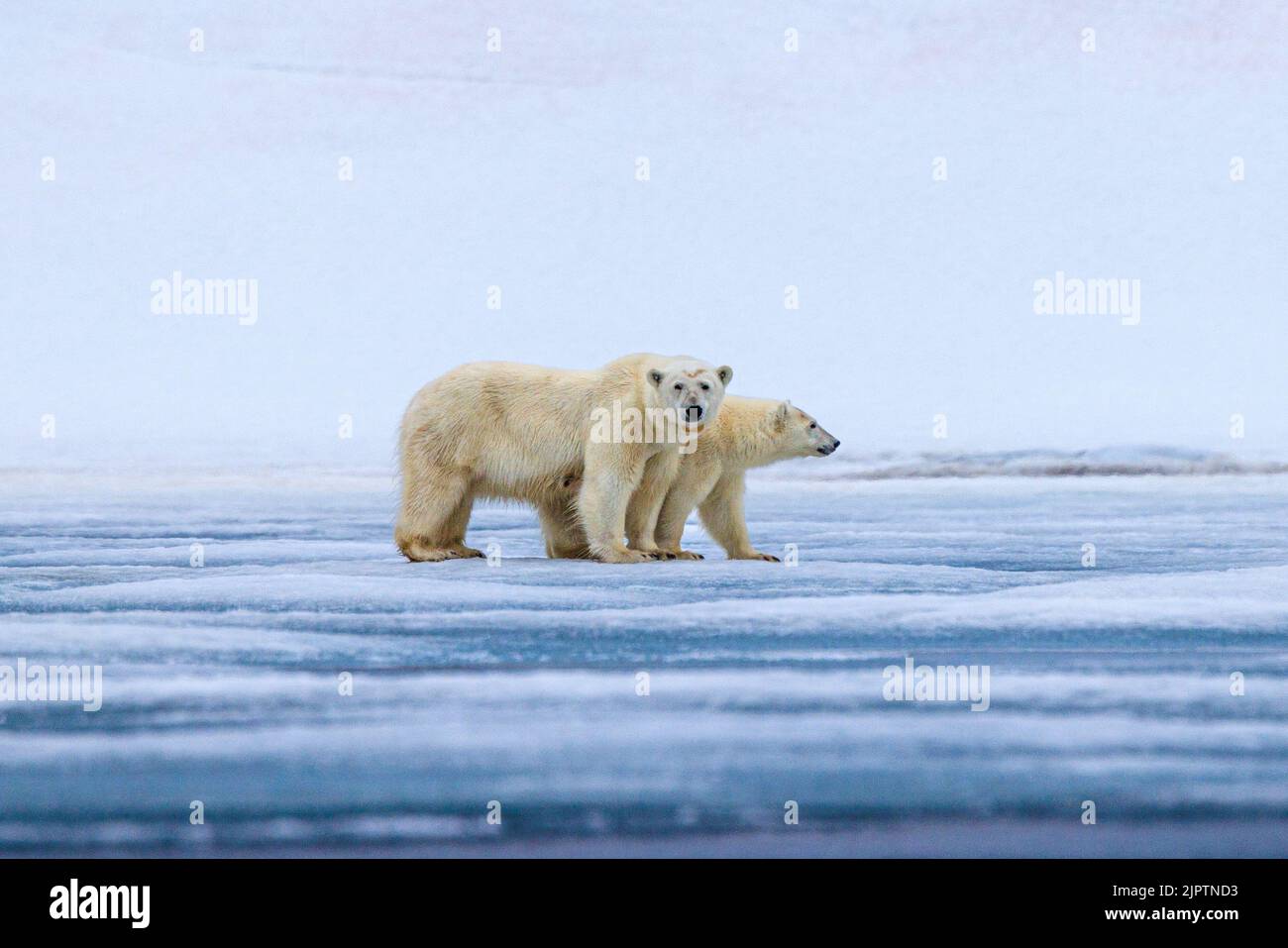 two polar bears standing on ice side on to camera mother facing camera cub looking forwards in nordaustandlet svalbard Stock Photo