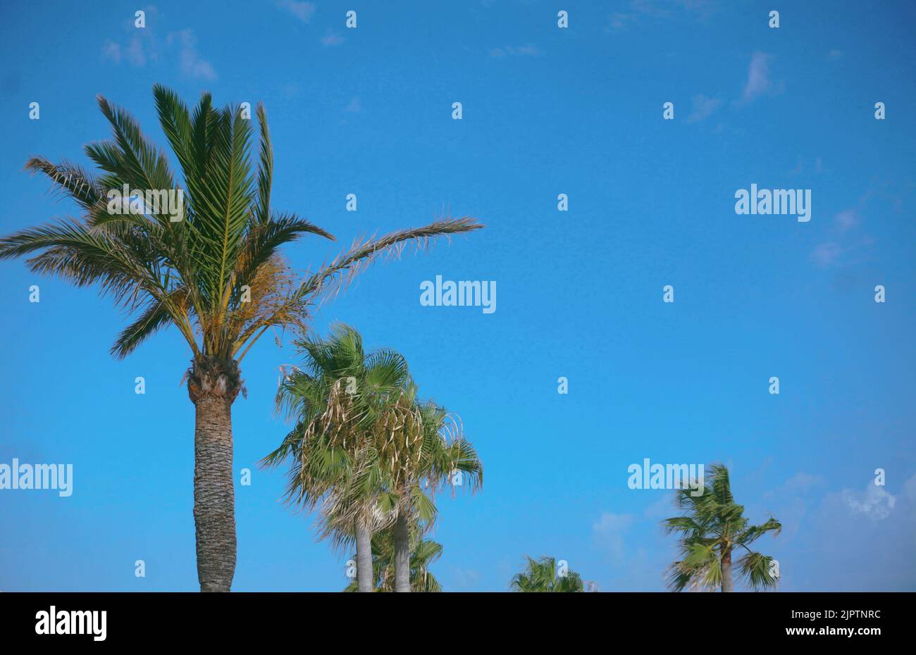 A palm trees with blue sky background Stock Photo - Alamy