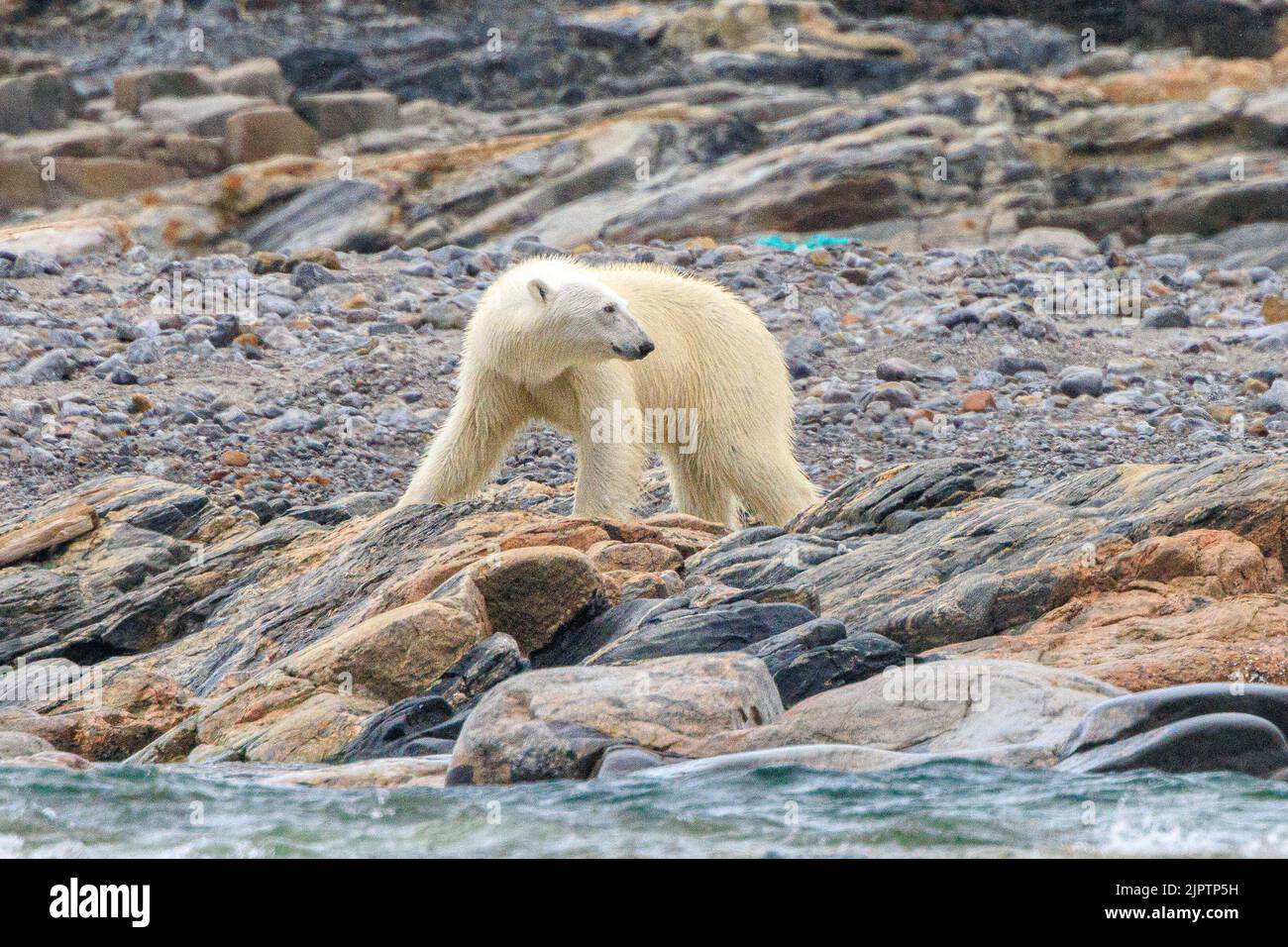 a polar bear walking along a rocky shore had stopped to look behind at andreeneset on kvitoya in svalbard Stock Photo