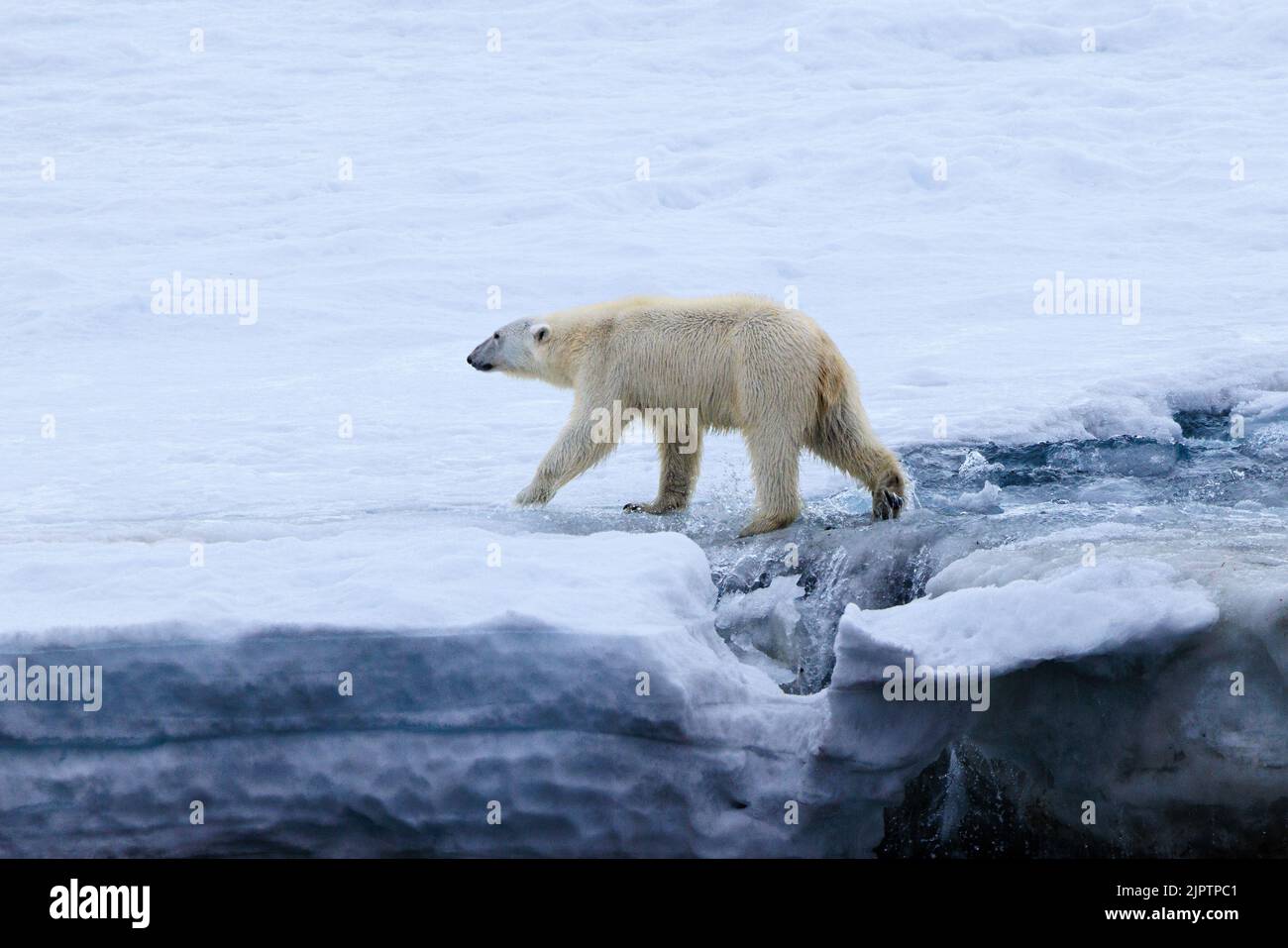 a polar bear crosses a stream as it walks across a snow covered glacier at andreeneset on kvitoya svalbard Stock Photo