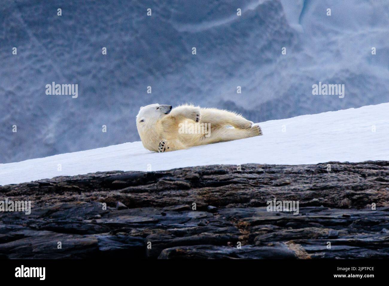 a polar bear lies full length on its side on the ice and looks up to see what is happening at andreeneset on kvitoya svalbard Stock Photo