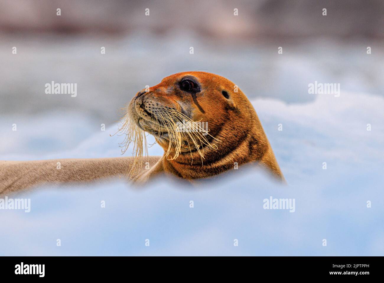 close up of the face of a bearded seal with elegant curly whiskers and framed by icebergs. head is orange coloured by iron pigments from the sea bed Stock Photo