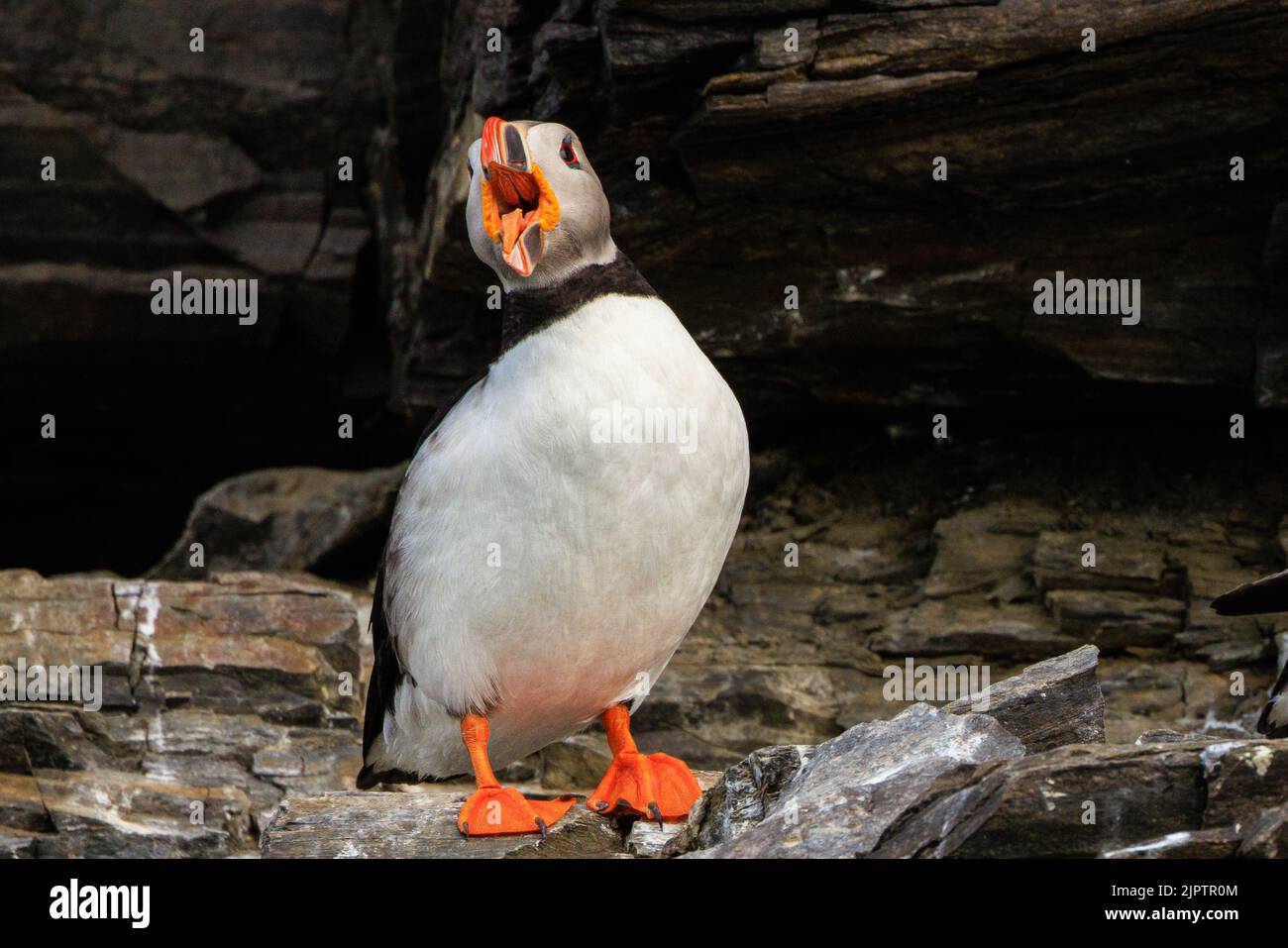 a puffin stands on a rocky ledge outside its rocky nesting hole calling loudly its beak wide open showing a long orange tongue Stock Photo