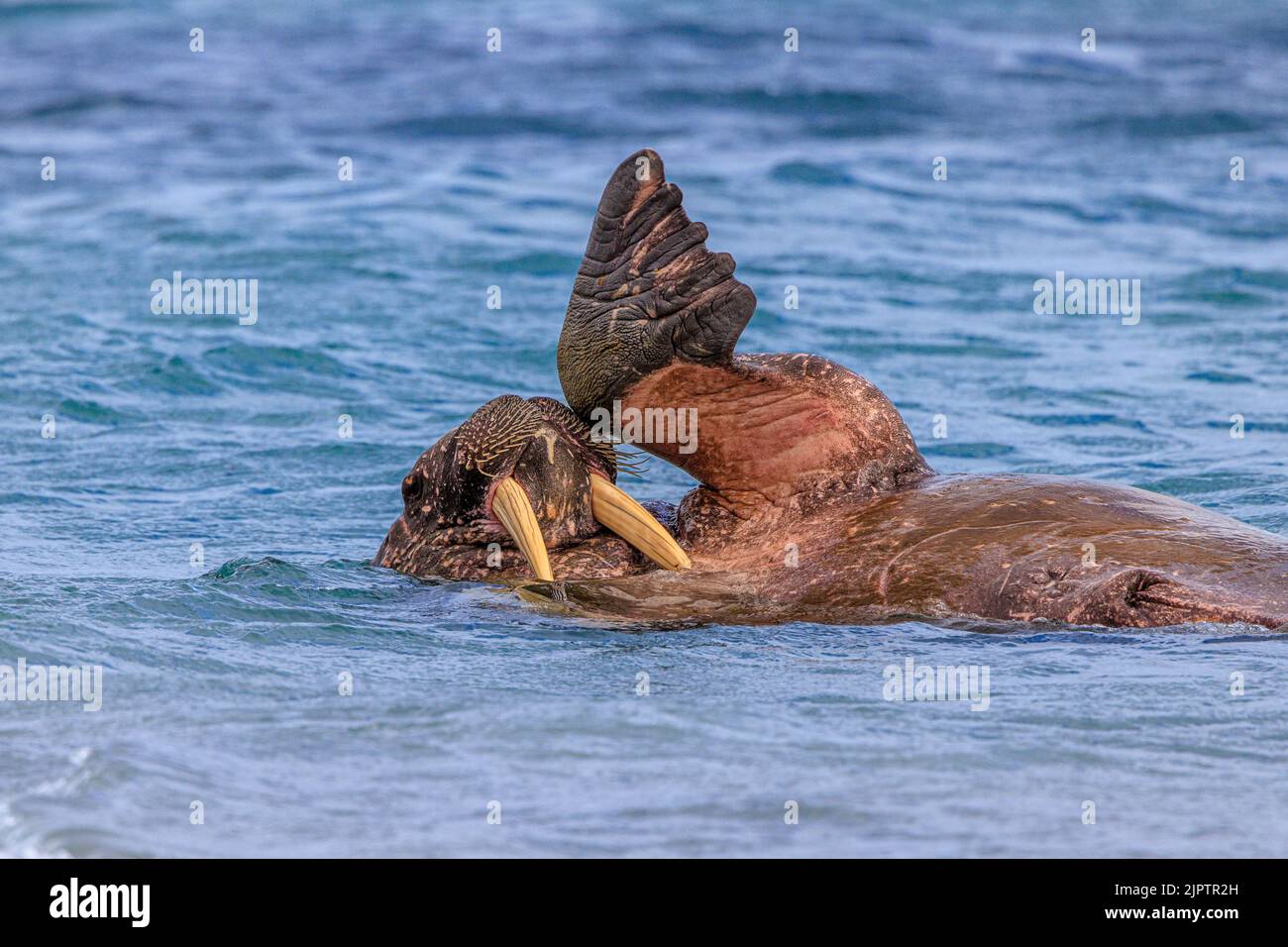 a walrus floats on its back head and tusks out of the water holding its left flipper in the air waving to the camera Stock Photo
